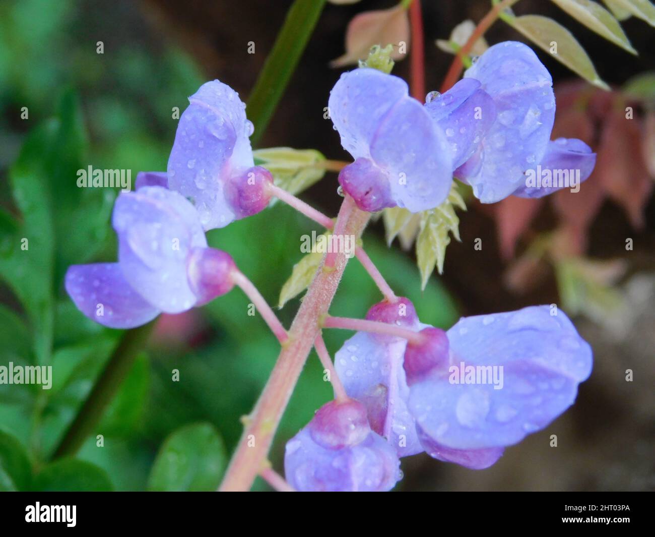 Closeup of the beautiful flowers of Wisteria sinensis, commonly known