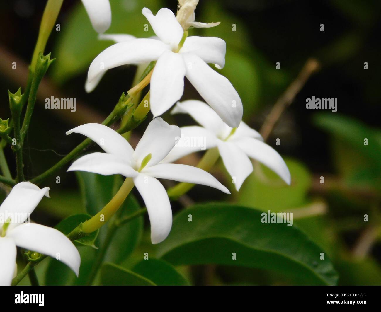 Closeup of the Jasminum azoricum, the lemon-scented jasmine. Stock Photo