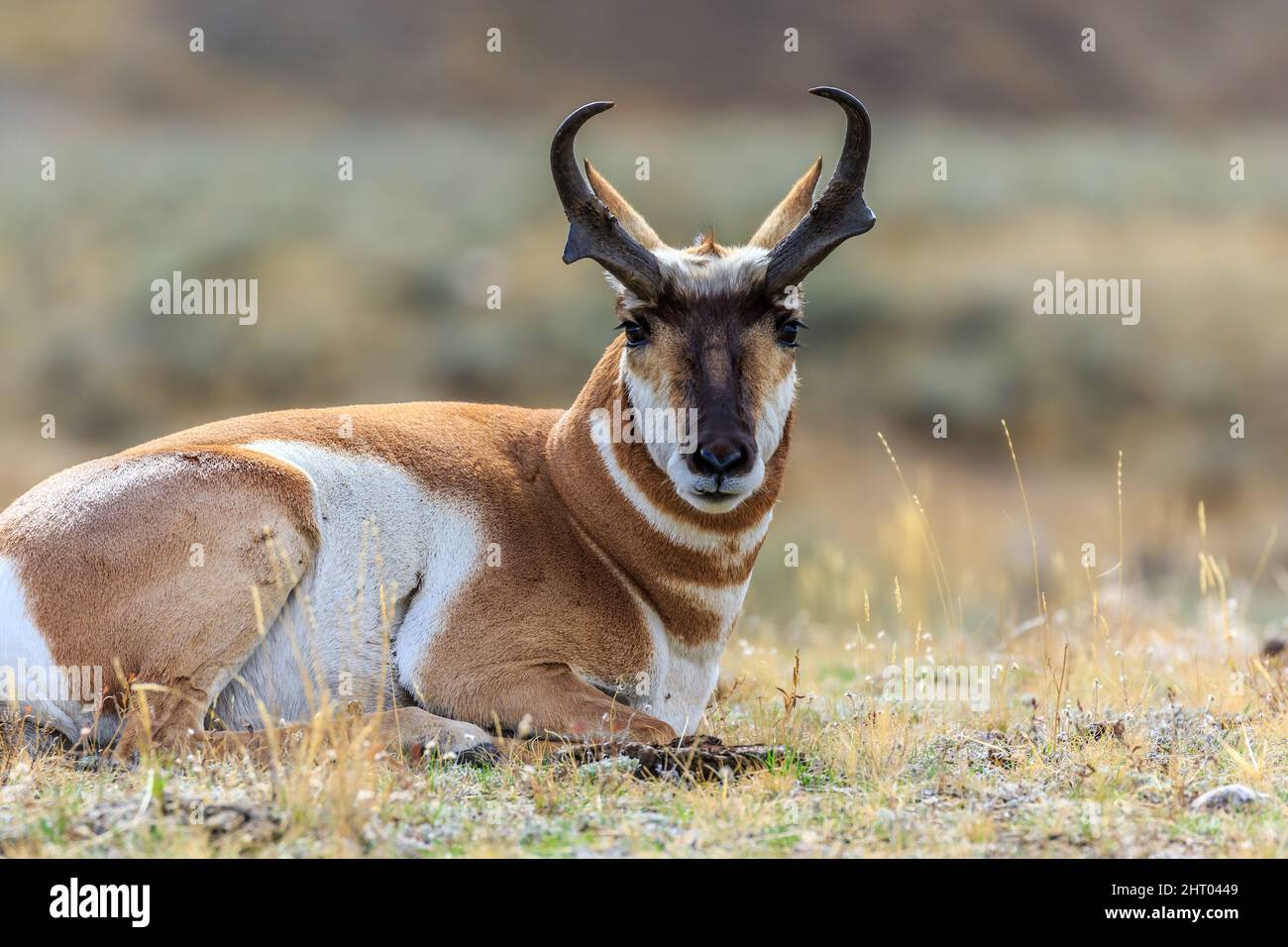 American Pronghorn Antelope in Yellowstone National Park, Montana, the