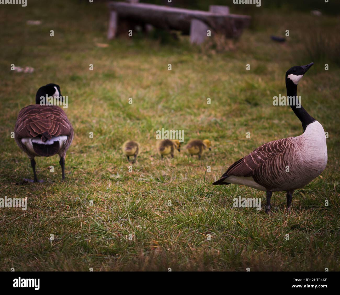 Two cute Canadian geese perched on the grass with their goslings at a farm Stock Photo