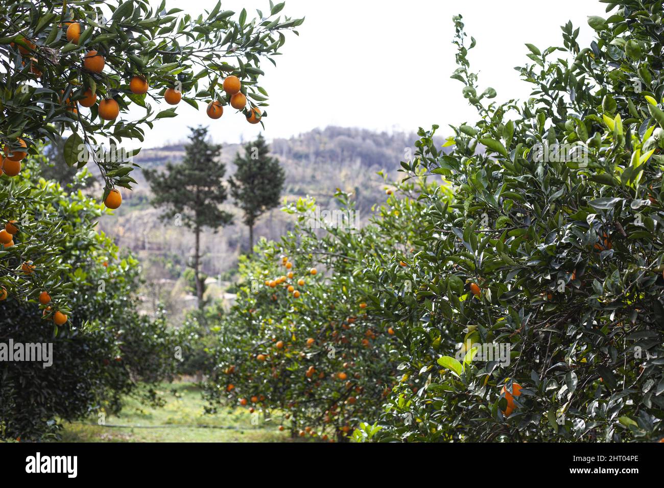 Landscape view of the orange trees Stock Photo Alamy