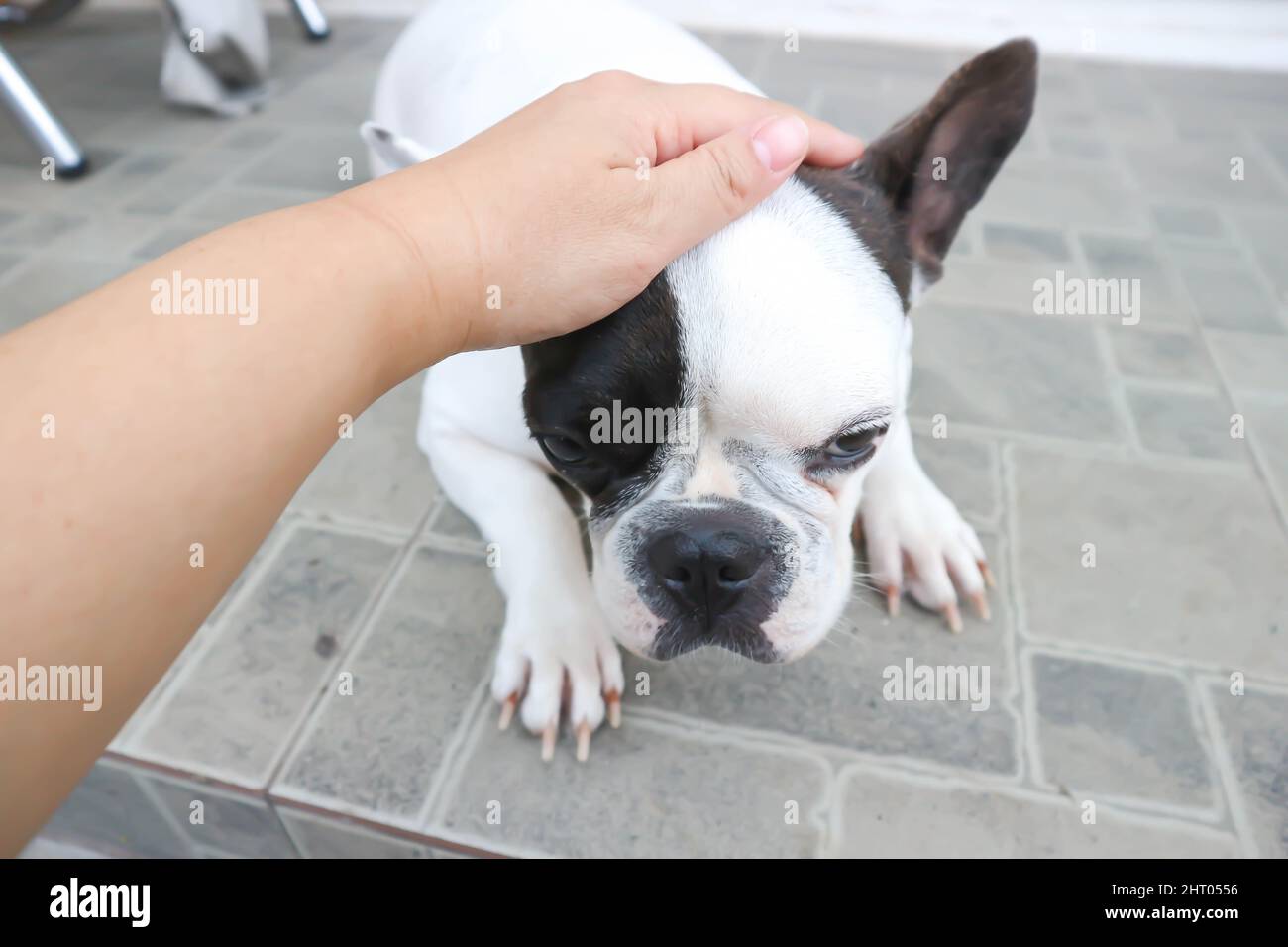 French bulldog or dog or groping dog , tame dog or touching dog Stock