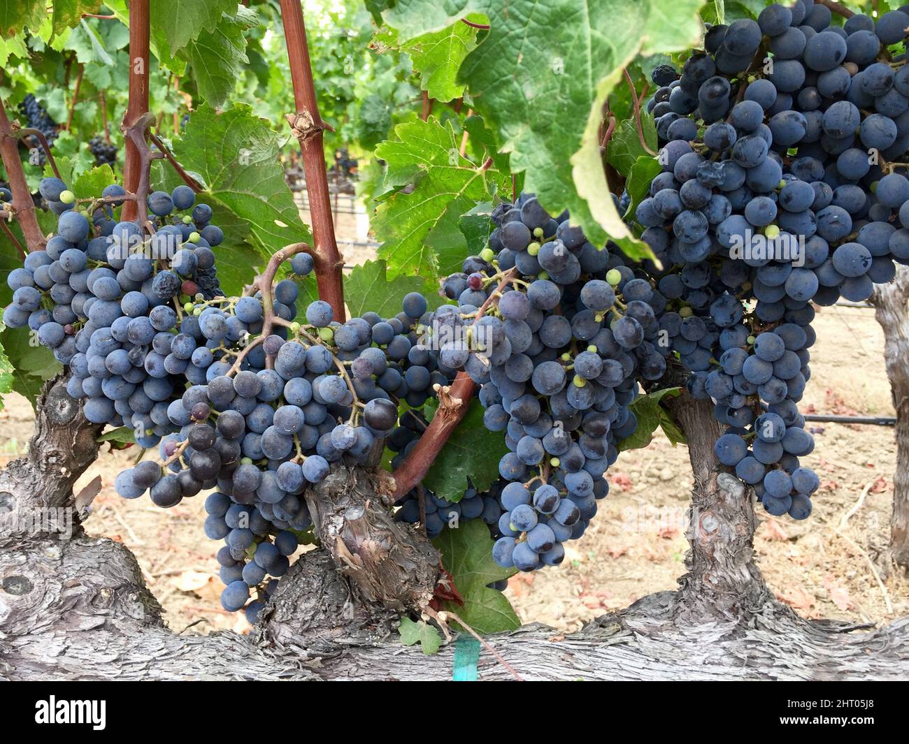 Grape clusters ready for harvest Stock Photo - Alamy