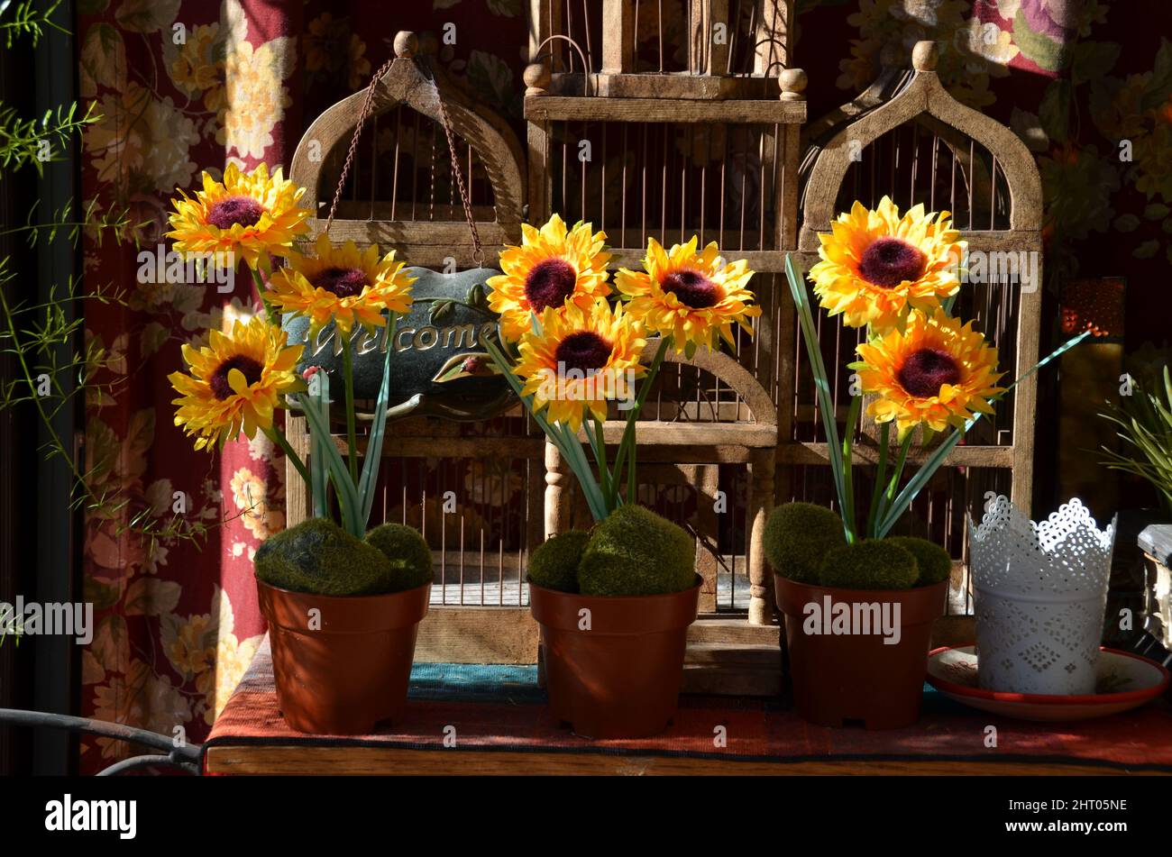 Sunflowers in pots in garden hi-res stock photography and images - Alamy