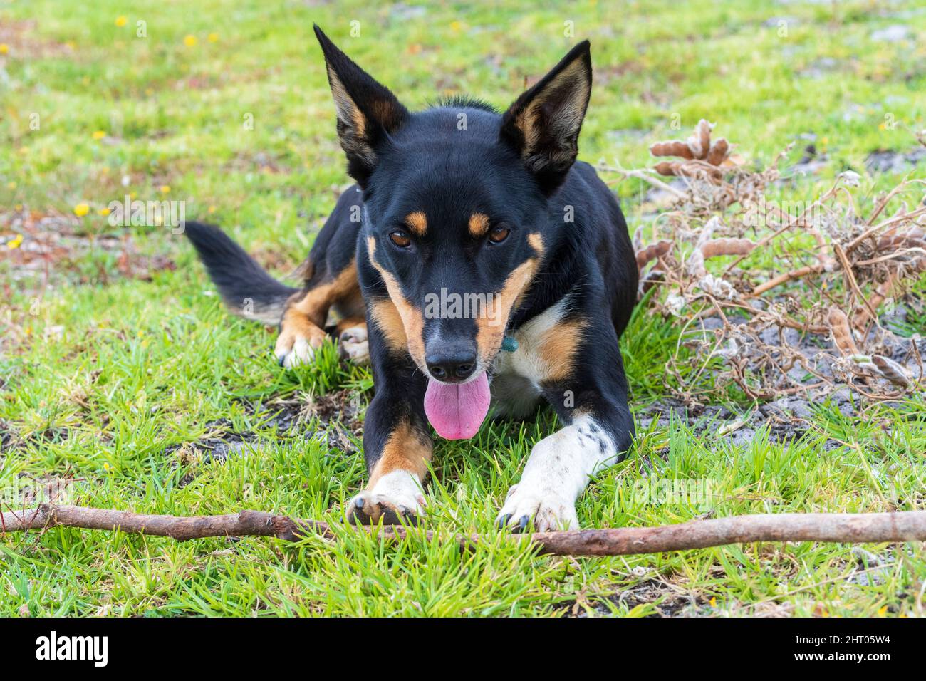Australian Kelpie lying on the ground and panting in front of a stick Stock Photo