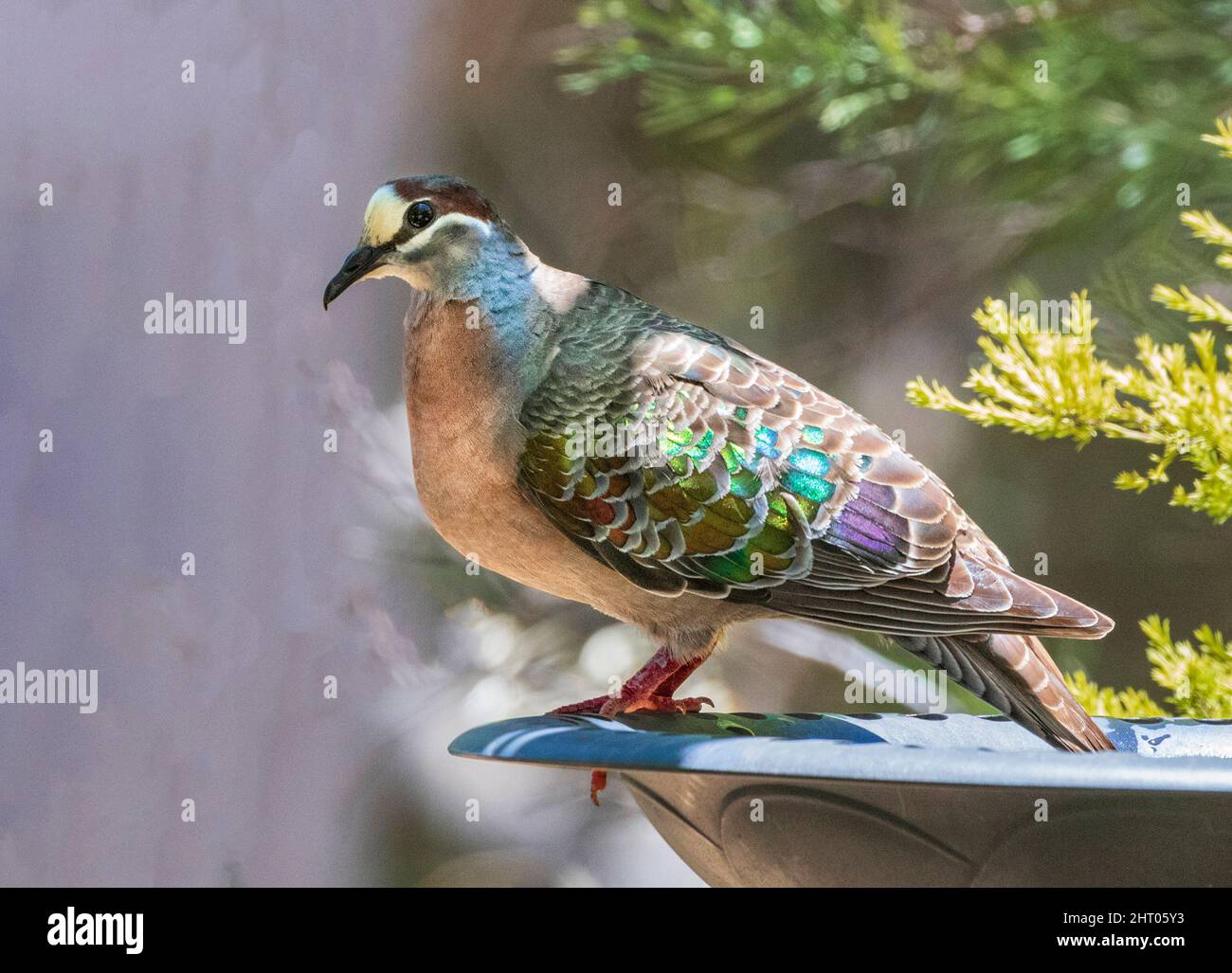 Closeup of a Common Bronzewing (Phaps chalcoptera) standing in a bird