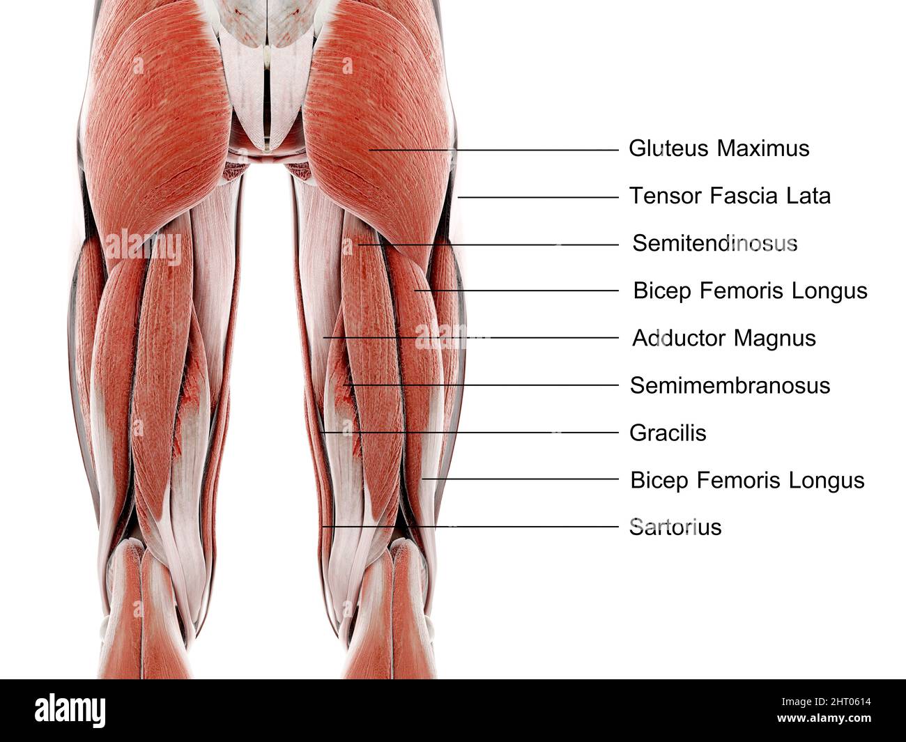 Muscles of the upper leg, illustration Stock Photo - Alamy