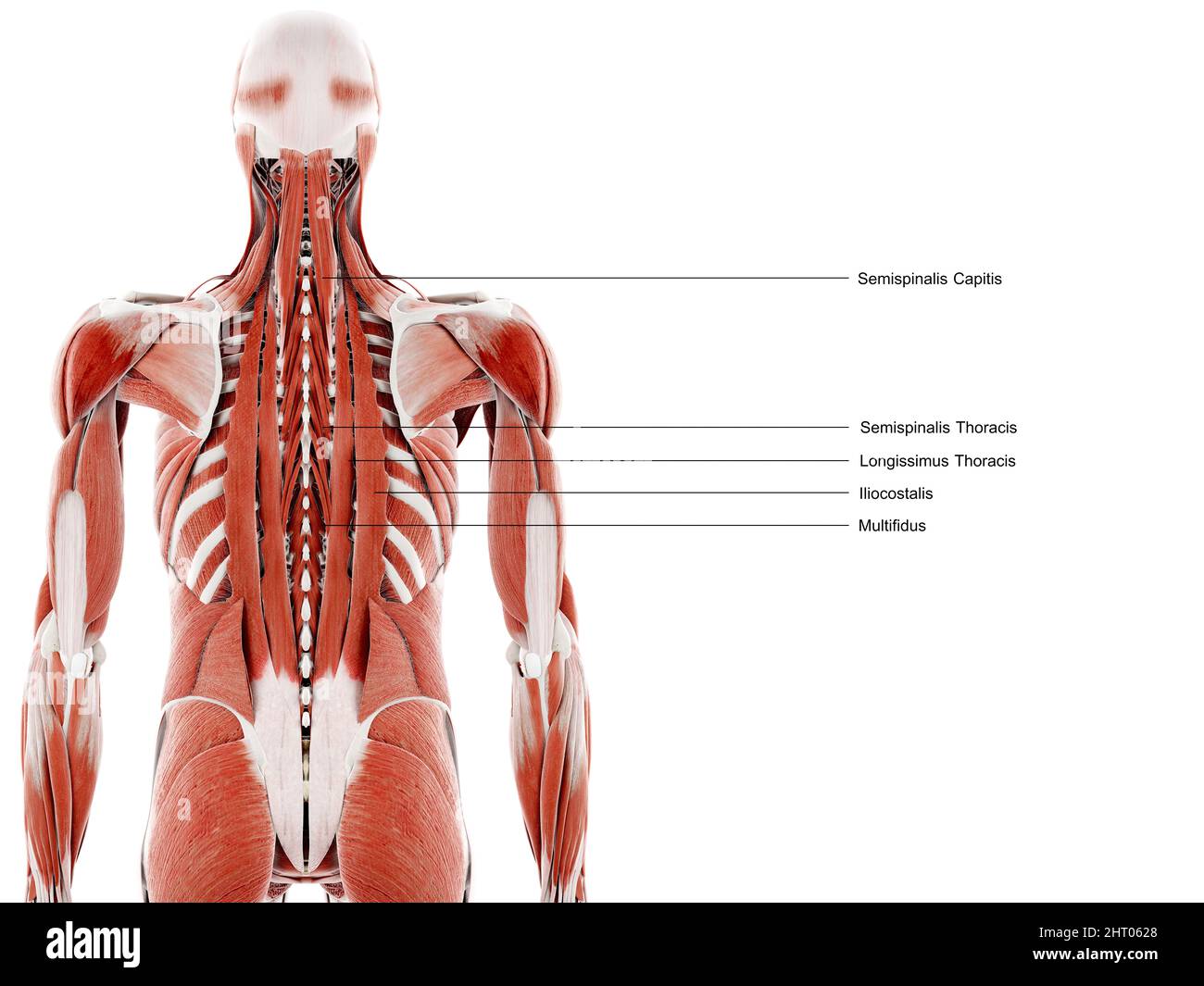 Back muscles, illustration Stock Photo