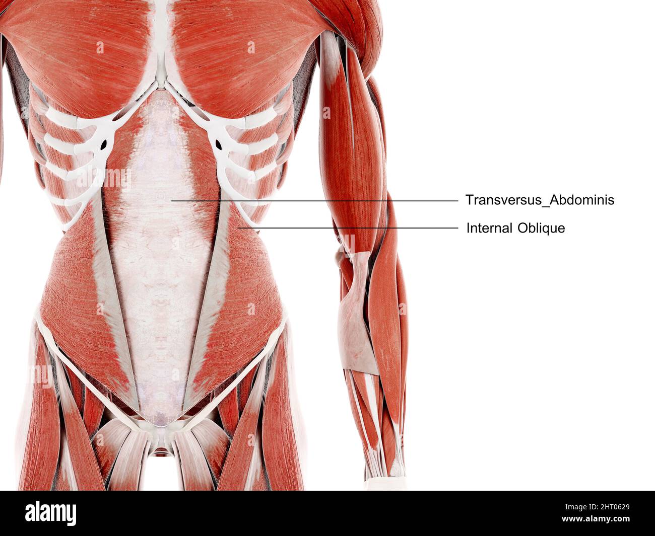Abdominal Muscles Diagram Labeled