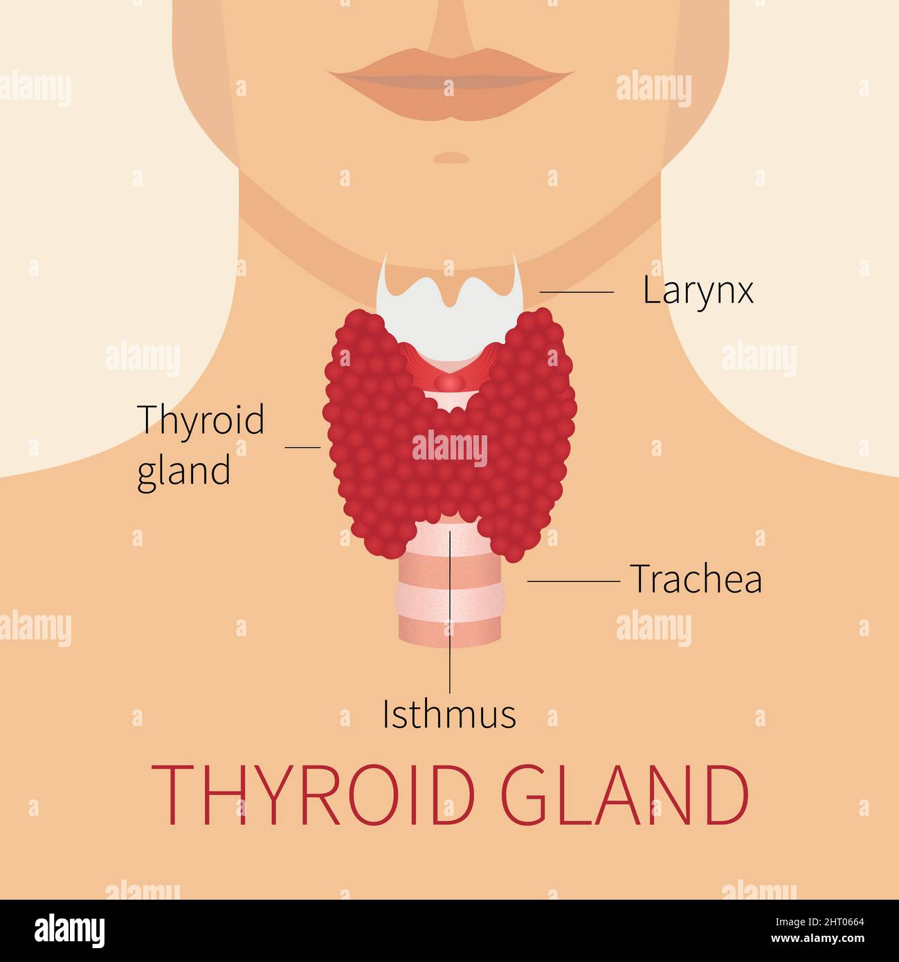 Thyroid gland, illustration Stock Photo Alamy