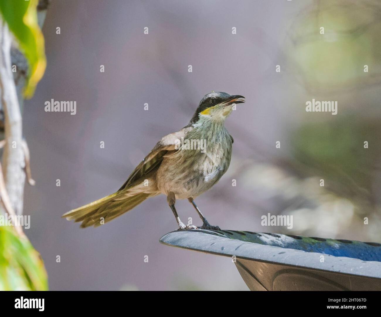 Singing Honeyeater (Lichenostomus virescens) perched on a bird bath, Western Australia, WA, Australia Stock Photo