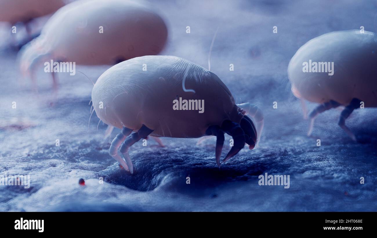 Dust mites, illustration Stock Photo Alamy