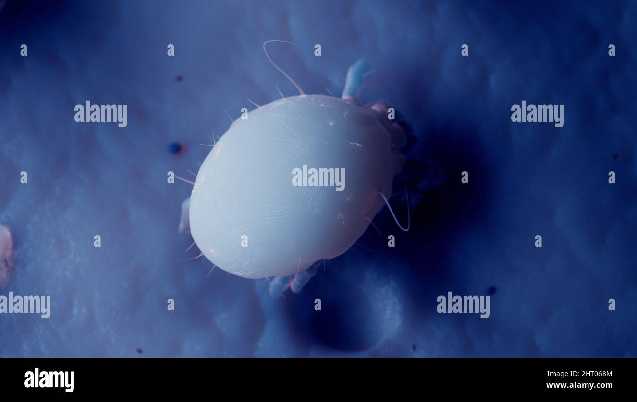 Dust mites, illustration Stock Photo Alamy