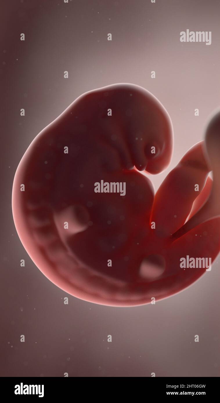 Human fetus at week 6, illustration Stock Photo - Alamy