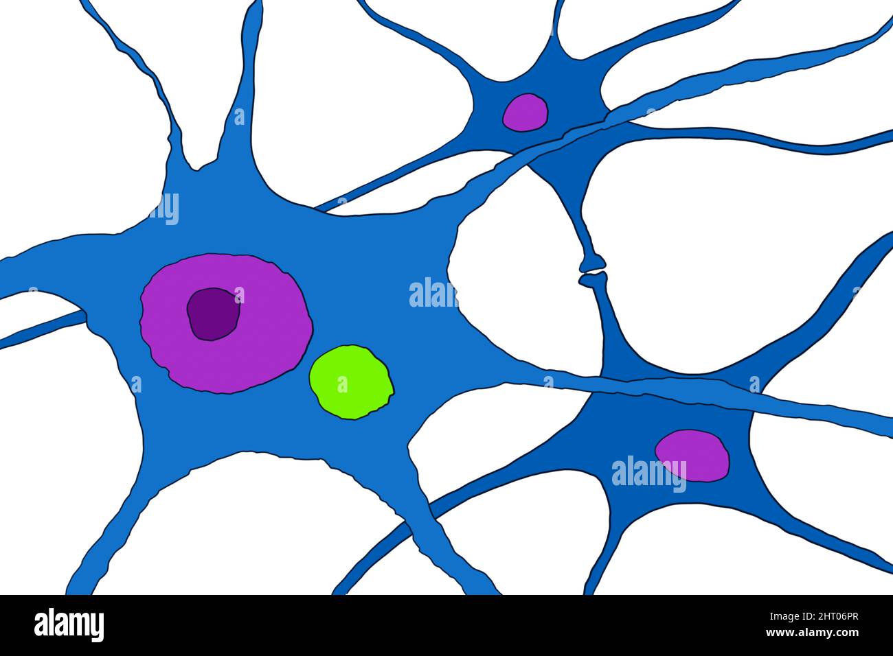 Rabies virus particles in neuron, illustration Stock Photo