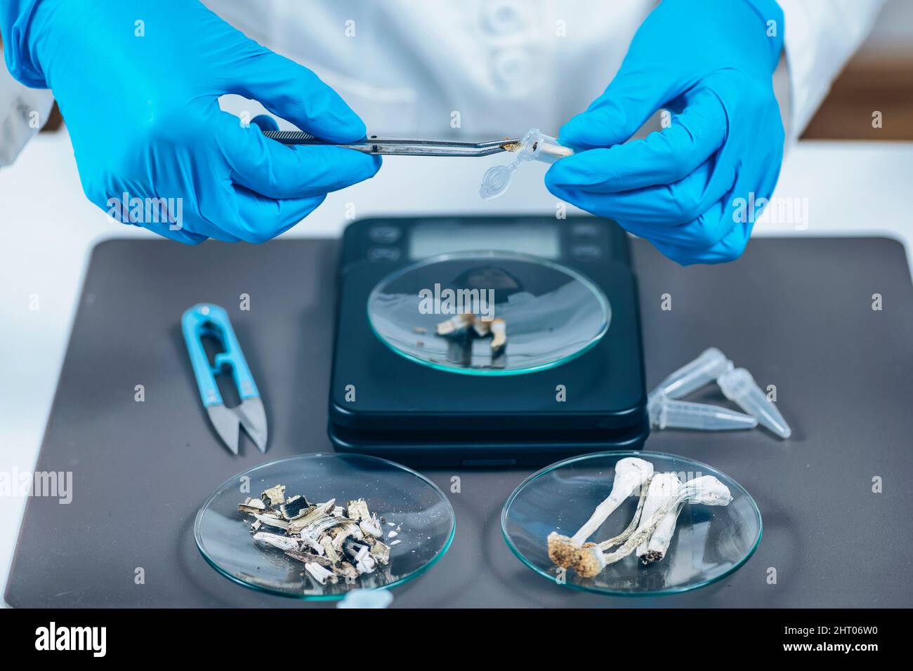 Preparing micro doses of psilocybin mushrooms in laboratory Stock Photo