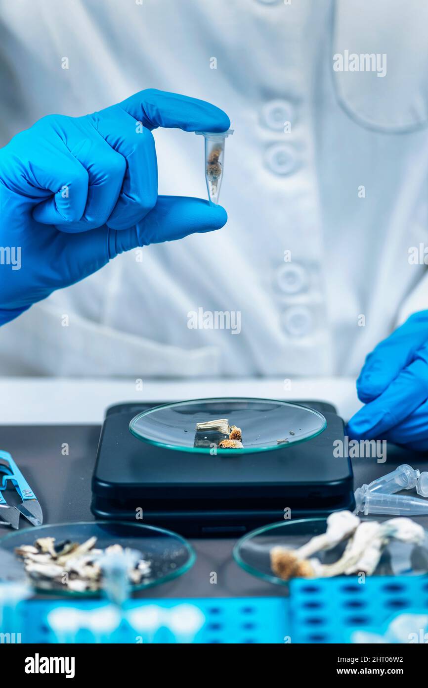 Laboratory technician holding a micro dose of psilocybin Stock Photo