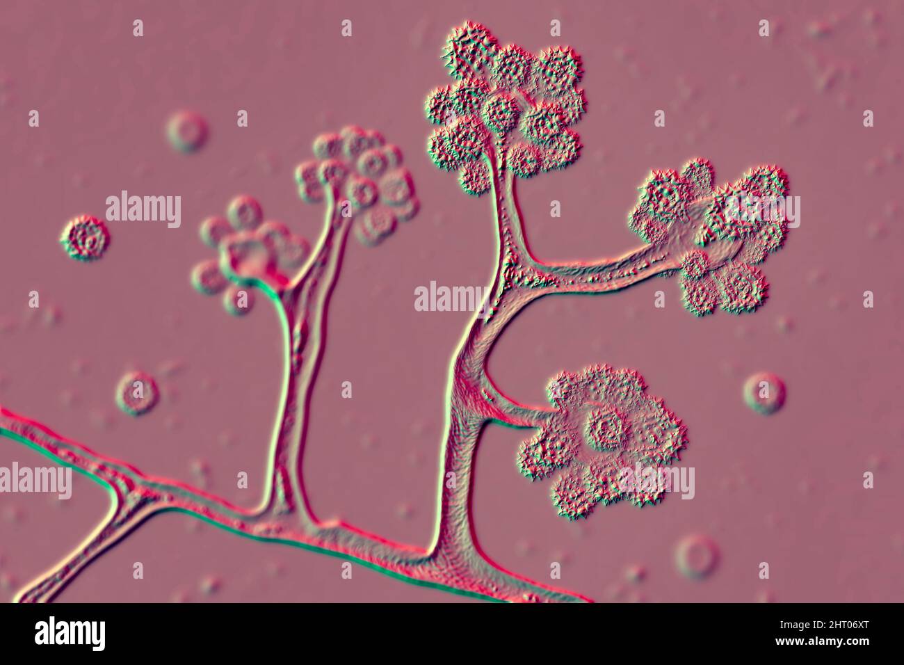 Cunninghamella fungi, illustration Stock Photo
