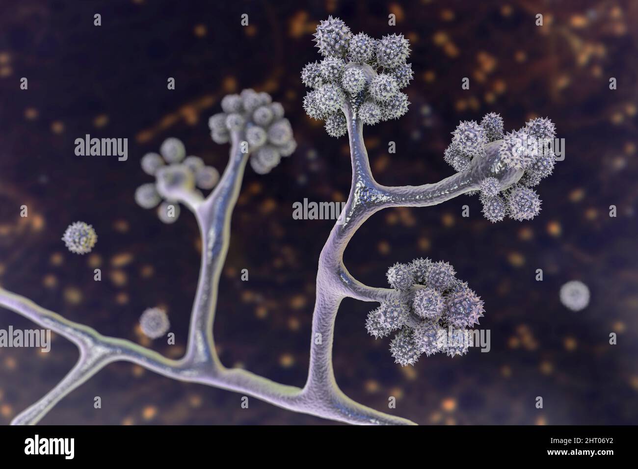 Cunninghamella fungi, illustration Stock Photo