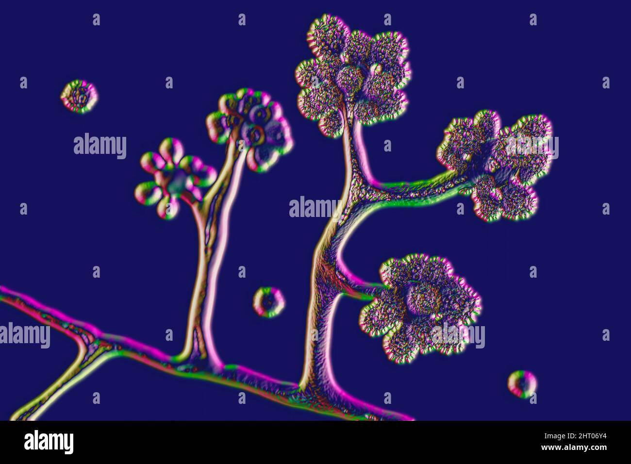 Cunninghamella fungi, illustration Stock Photo