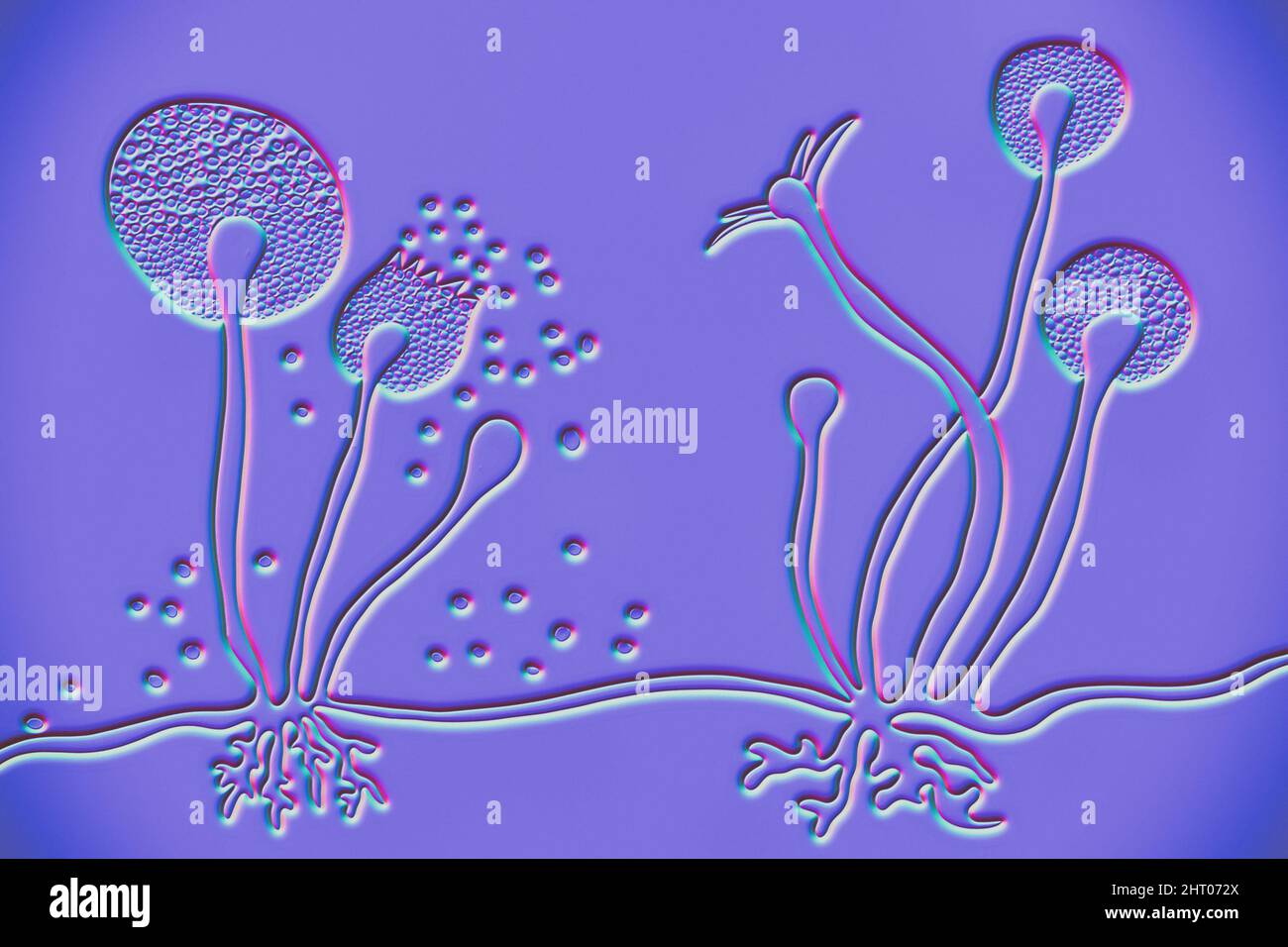 Rhizopus fungus, illustration Stock Photo