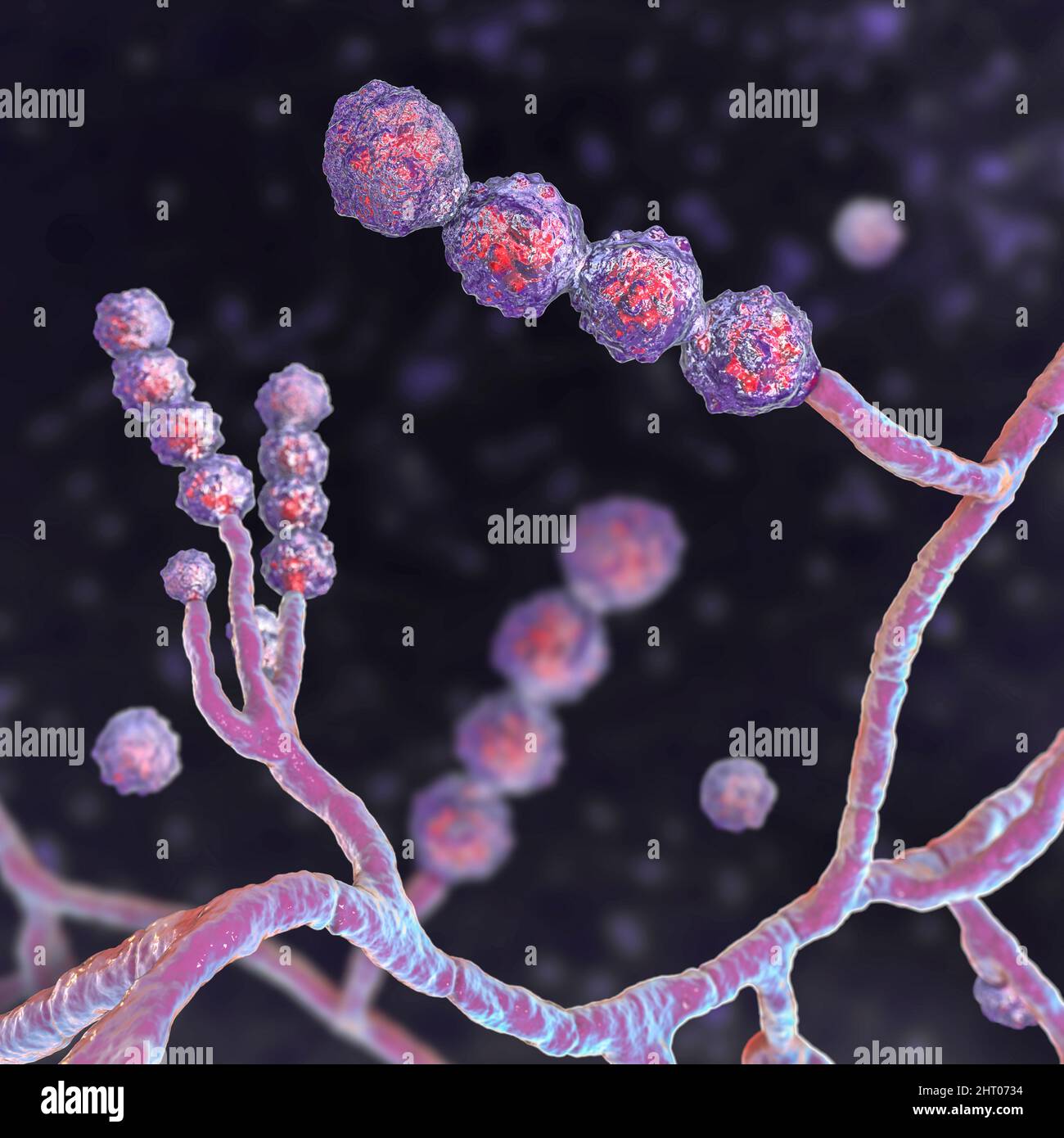 Scopulariopsis brevicaulis fungus, illustration Stock Photo