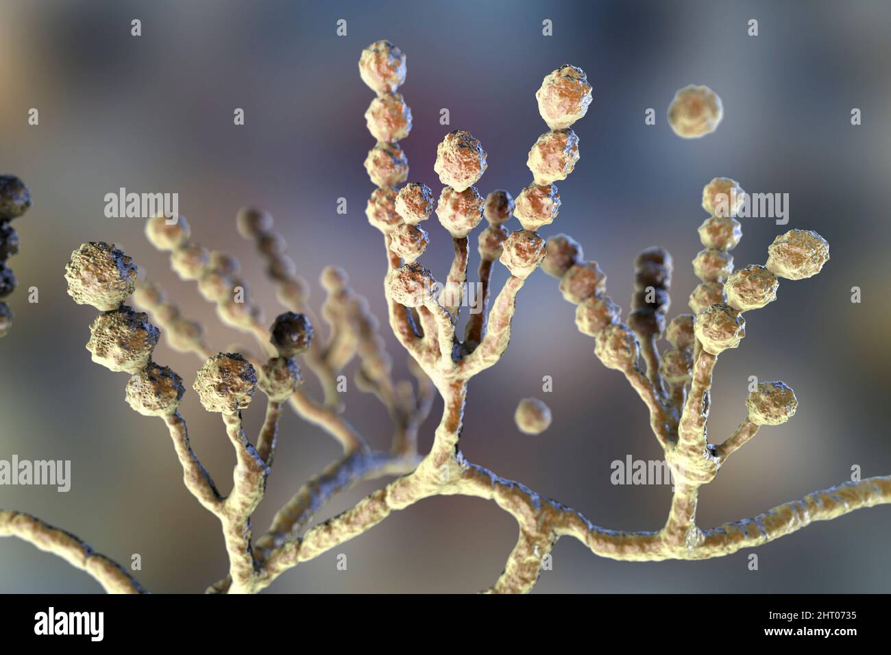 Scopulariopsis brevicaulis fungus, illustration Stock Photo