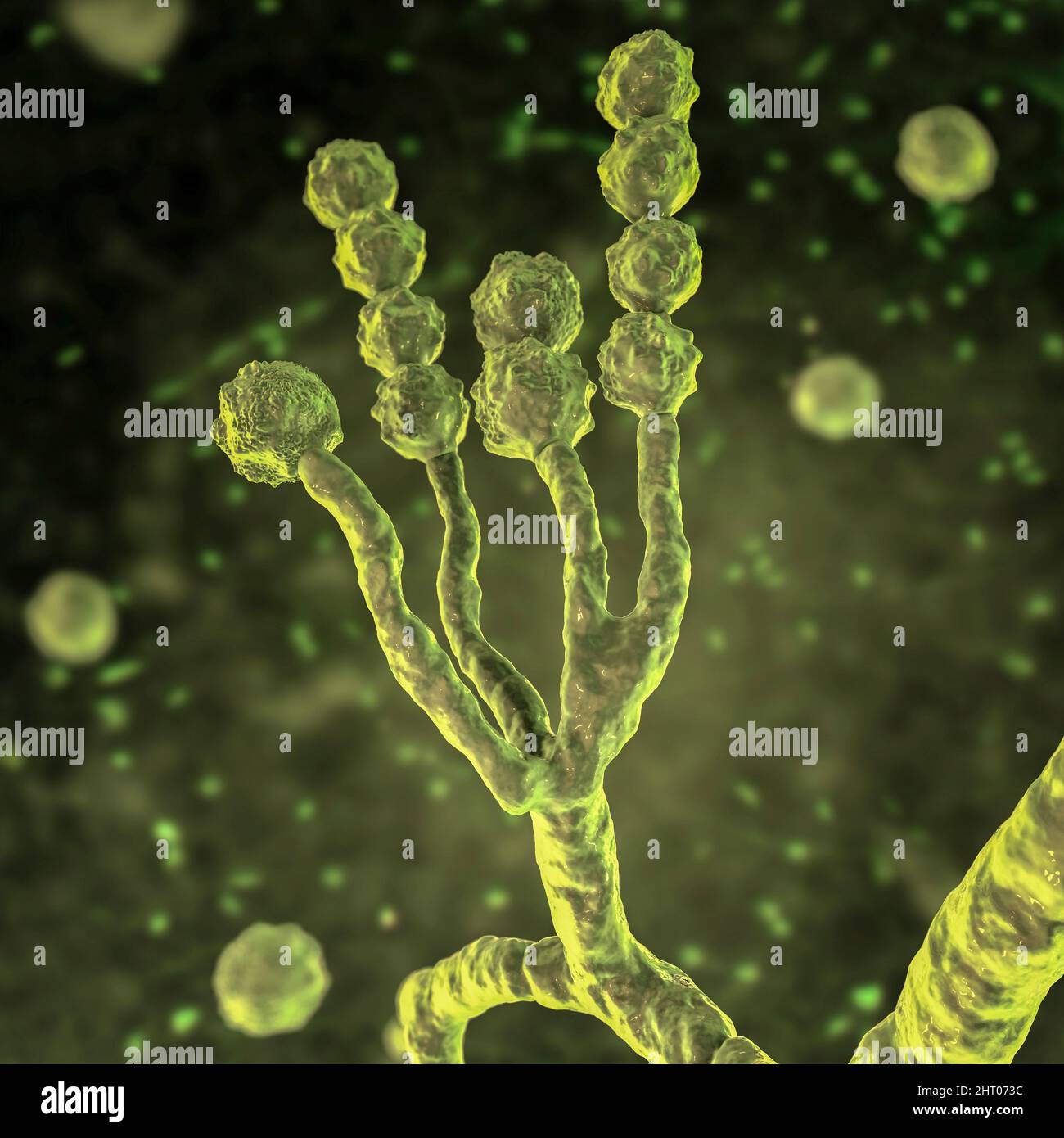 Scopulariopsis brevicaulis fungus, illustration Stock Photo