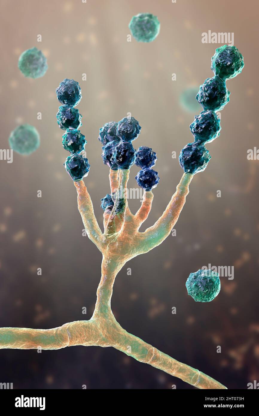 Scopulariopsis brevicaulis fungus, illustration Stock Photo