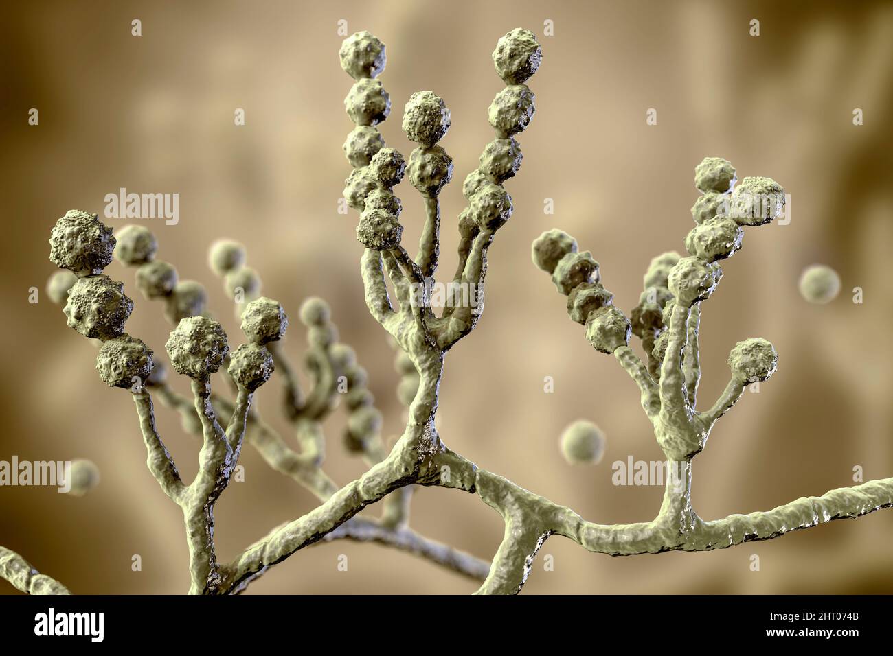 Scopulariopsis brevicaulis fungus, illustration Stock Photo