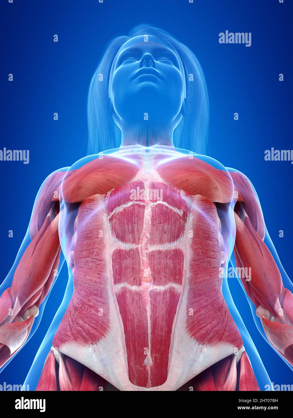 Human muscles, illustration Stock Photo Alamy
