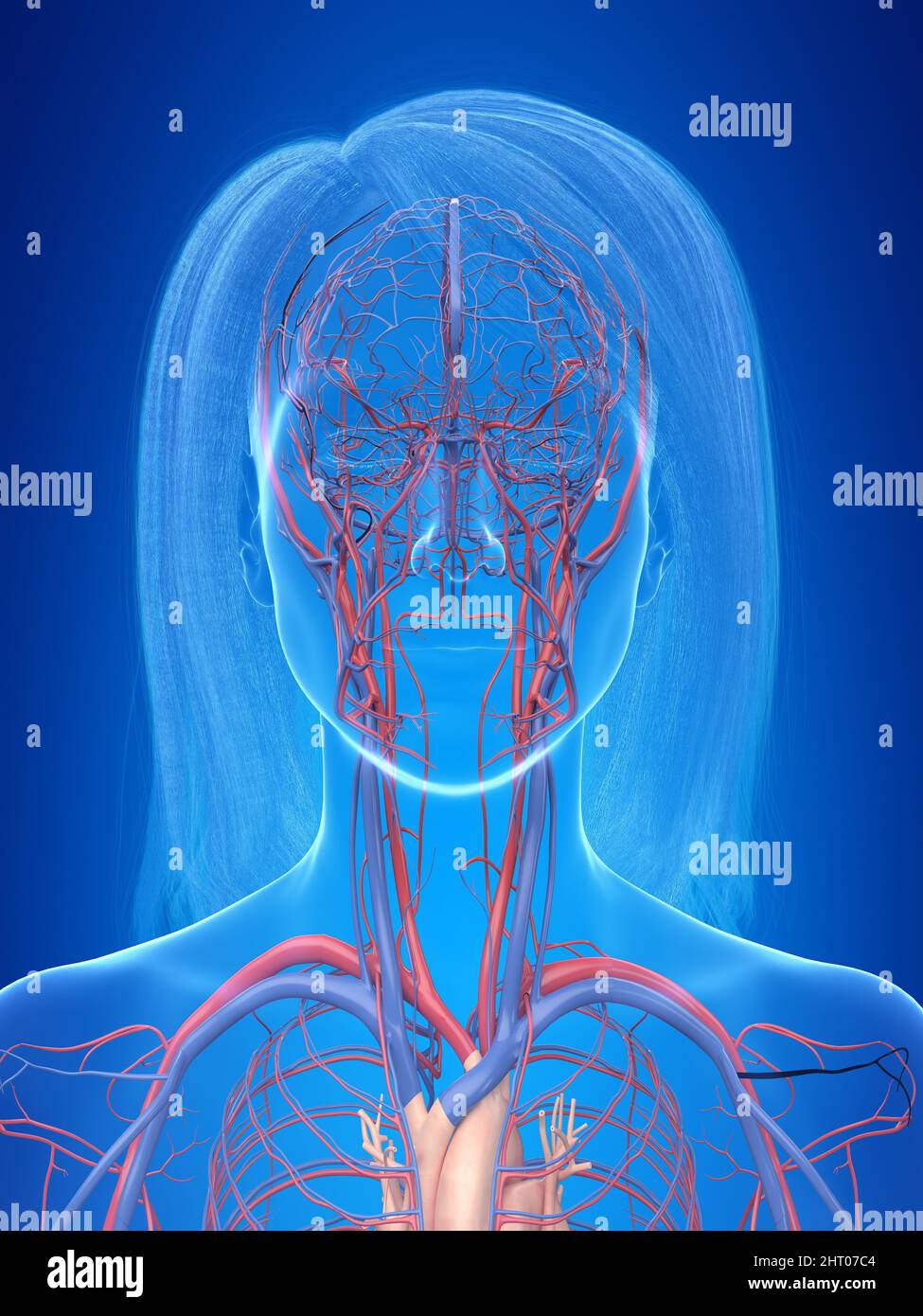 Human vascular system, illustration Stock Photo Alamy