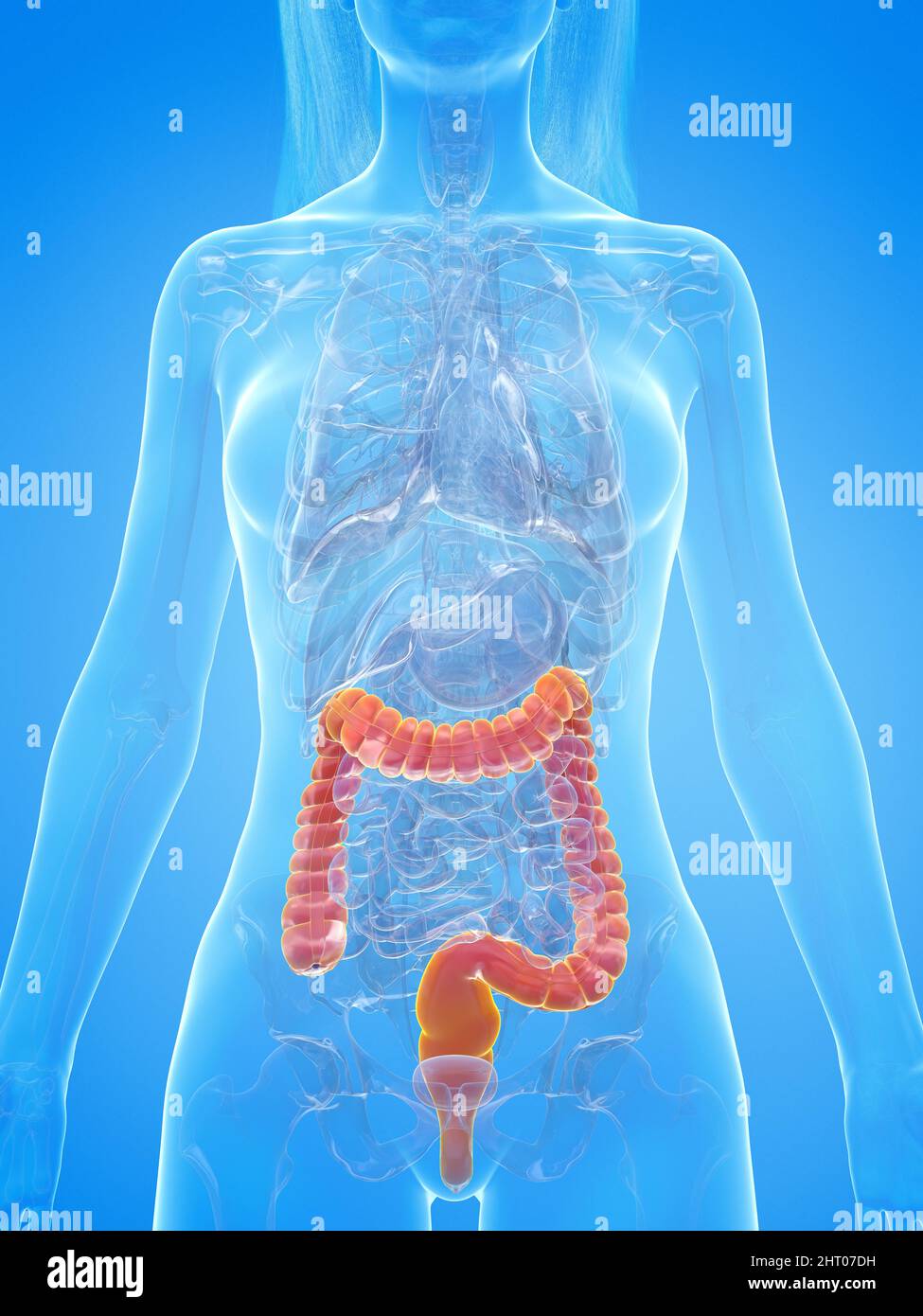 Human colon, illustration Stock Photo