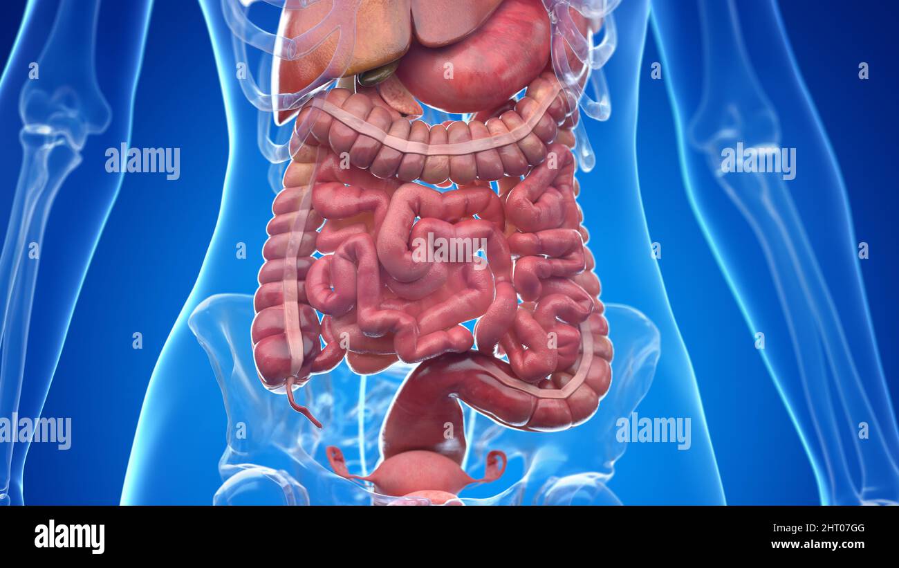 Human abdominal organs, illustration Stock Photo Alamy