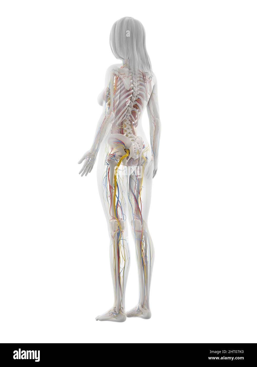 Human anatomy, illustration Stock Photo Biology Diagrams