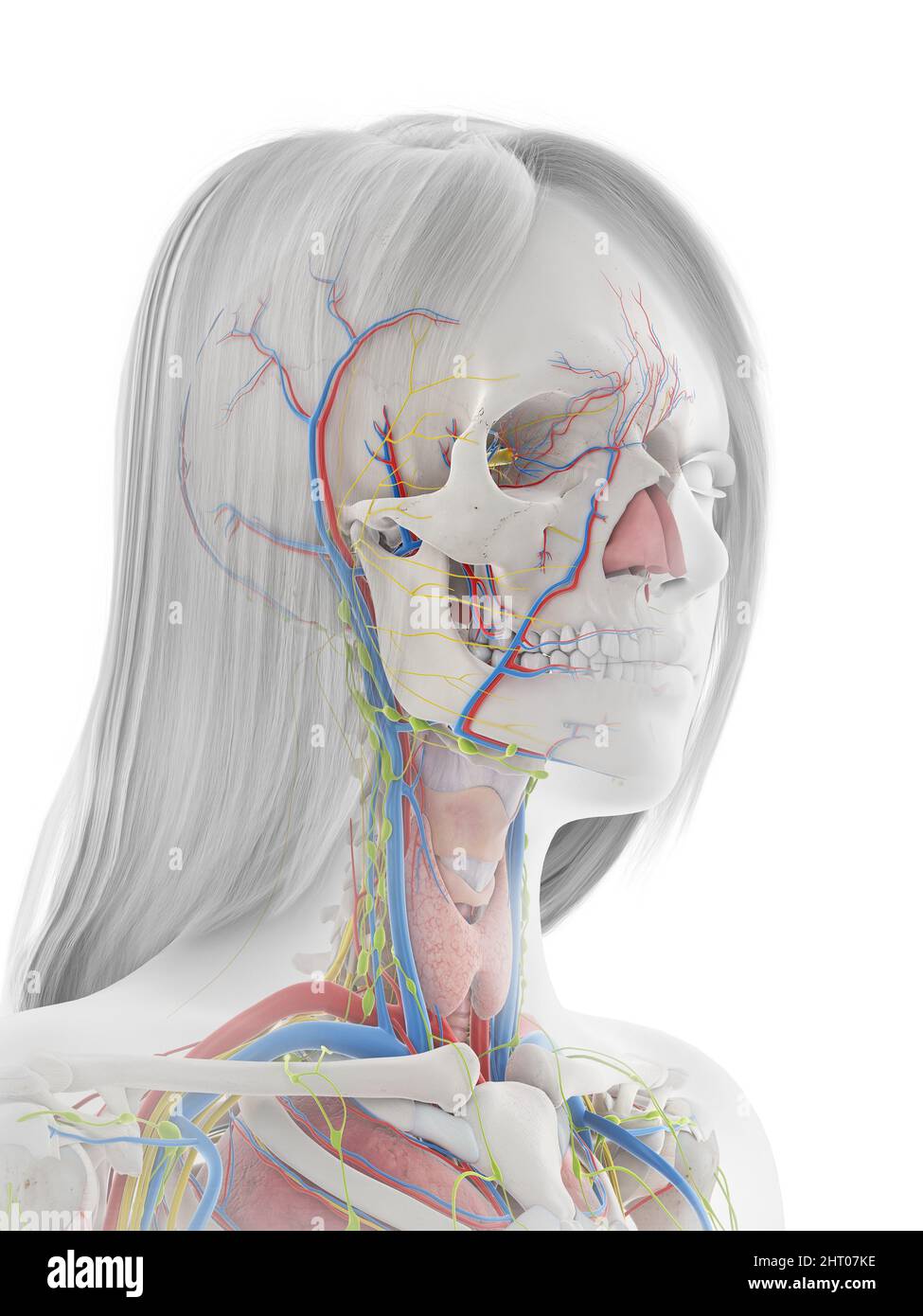 Human anatomy illustration Stock Photo Biology Diagrams