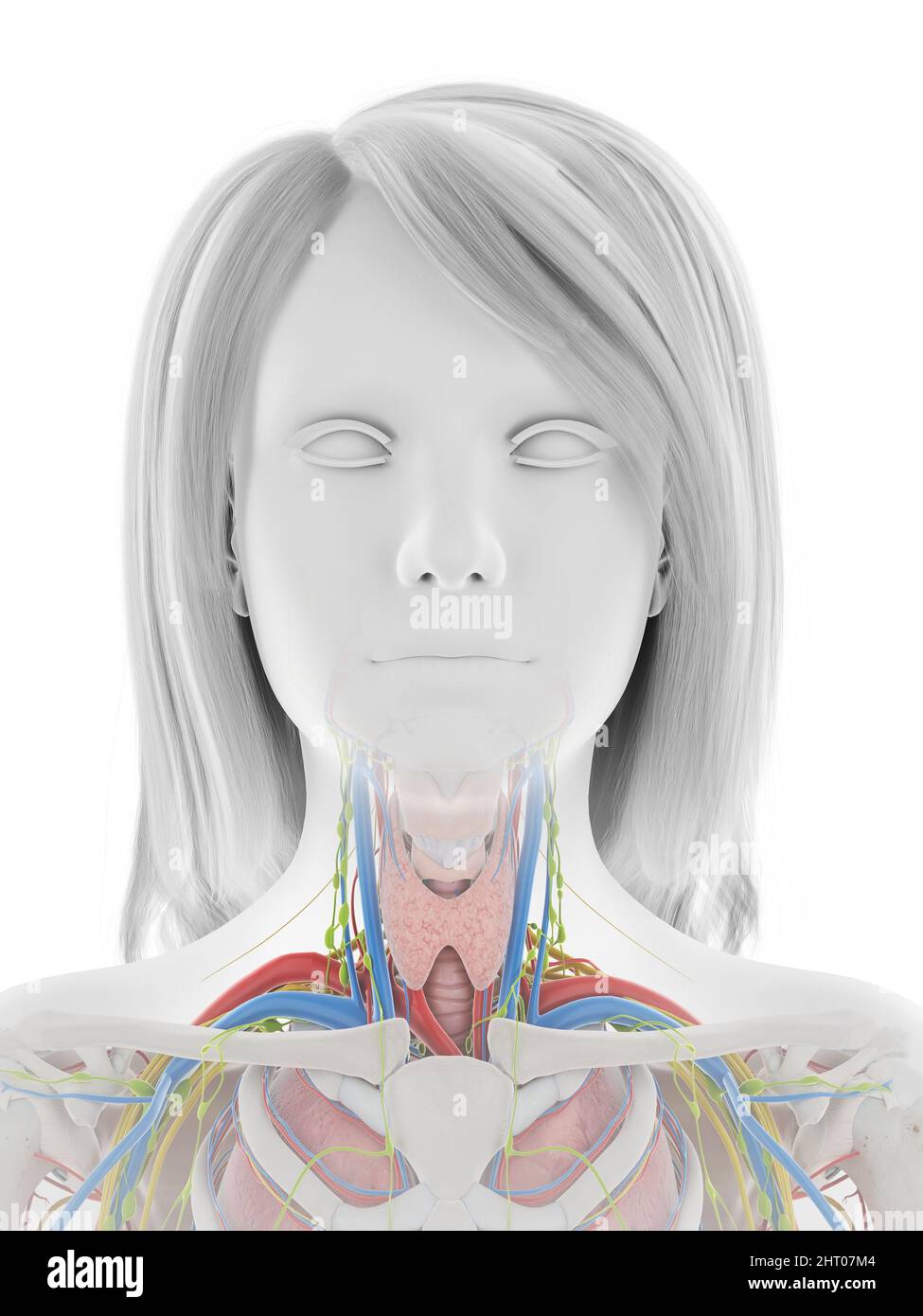 Human anatomy, illustration Stock Photo Biology Diagrams