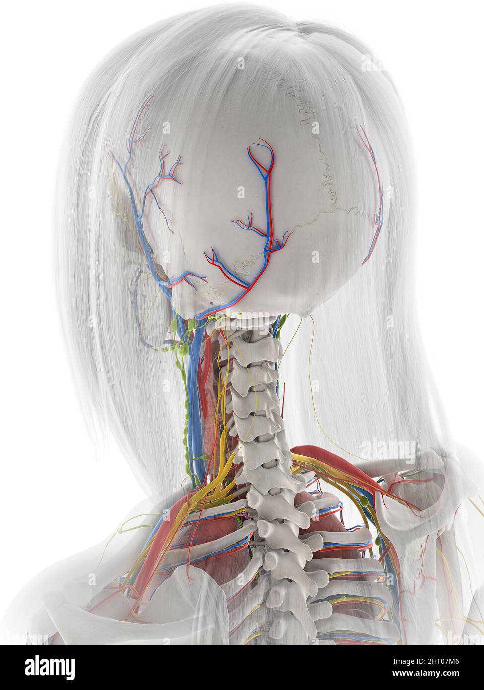 Human anatomy illustration Stock Photo Biology Diagrams