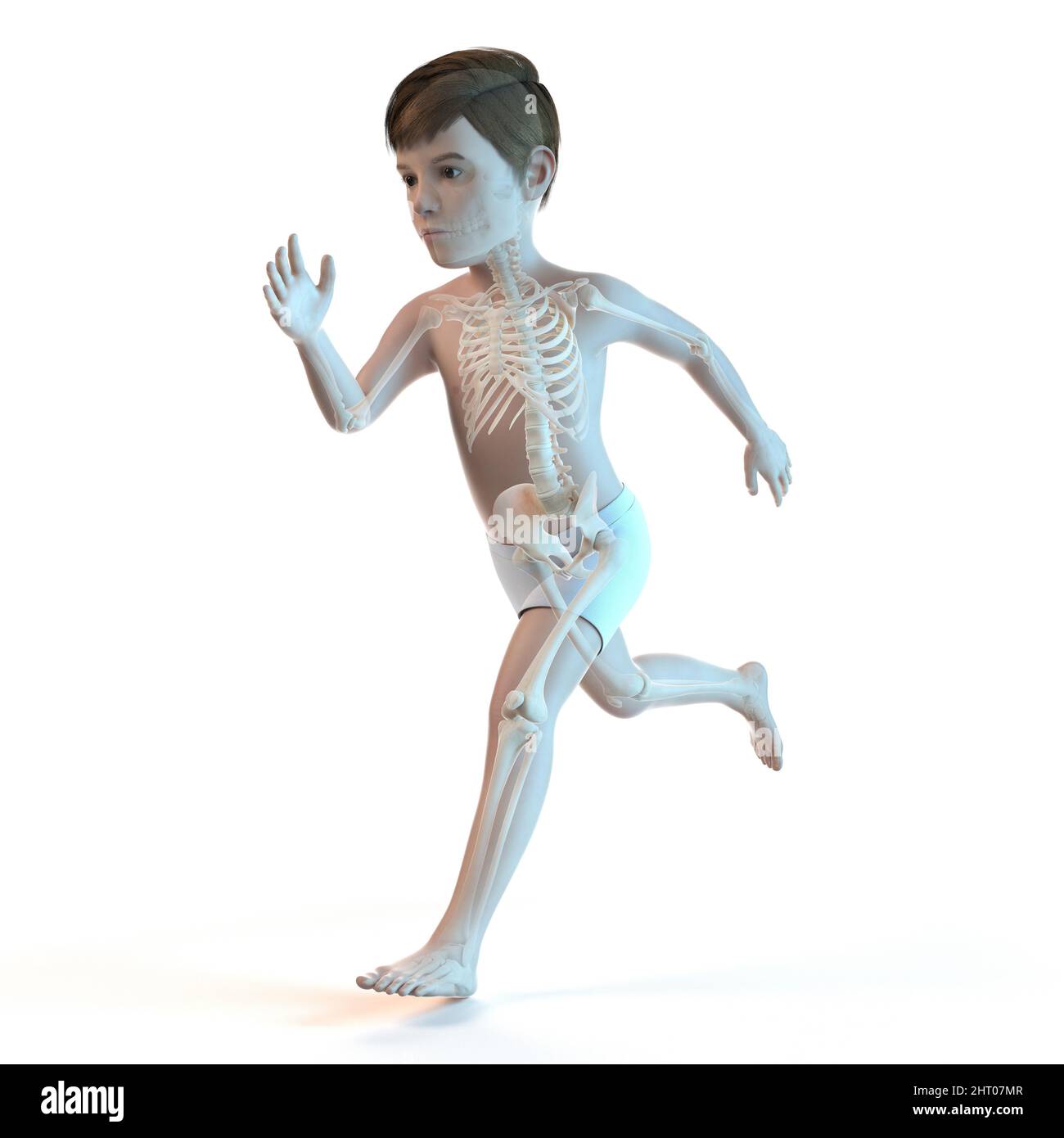 Illustration of a boy's skeletal system Stock Photo - Alamy
