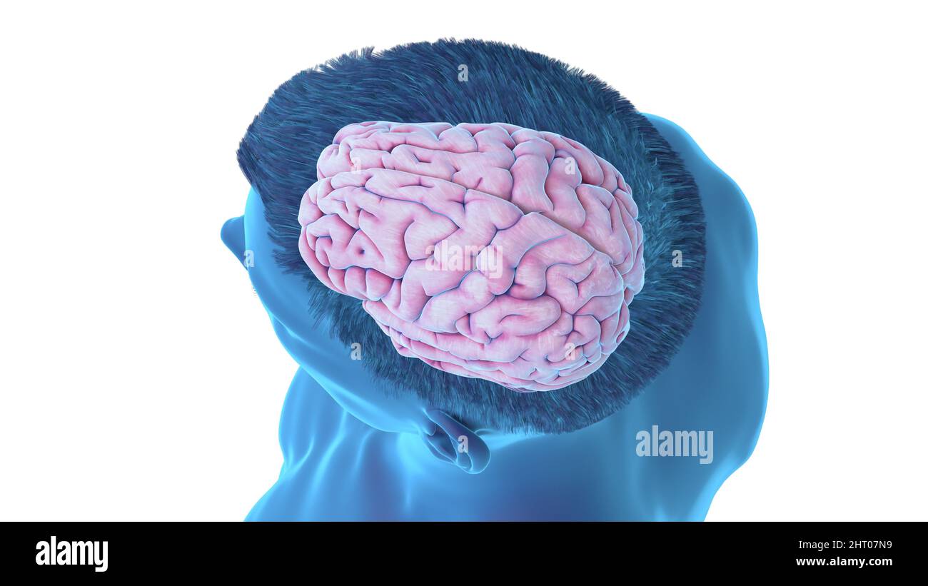 Illustration of a human brain Stock Photo - Alamy