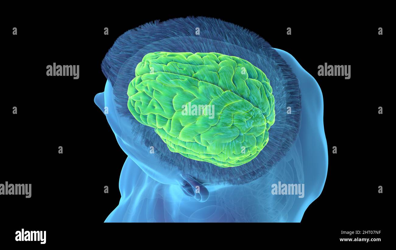 Illustration of a human brain Stock Photo - Alamy