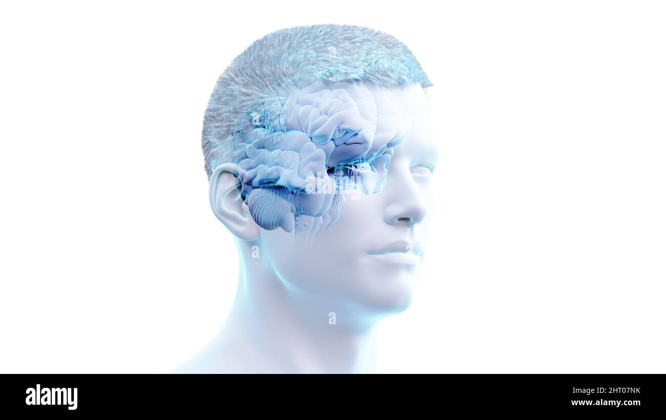 Illustration of a human brain Stock Photo - Alamy