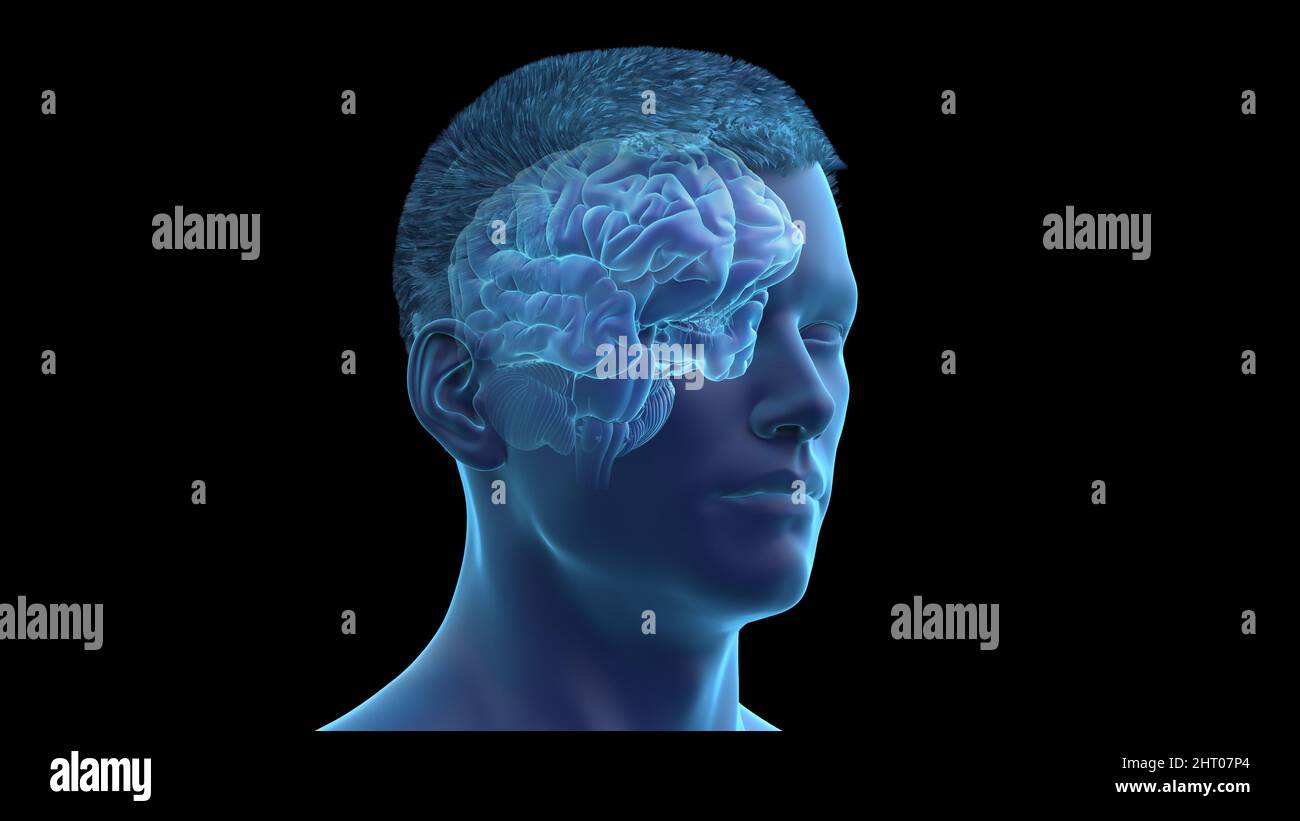 Illustration of a human brain Stock Photo - Alamy
