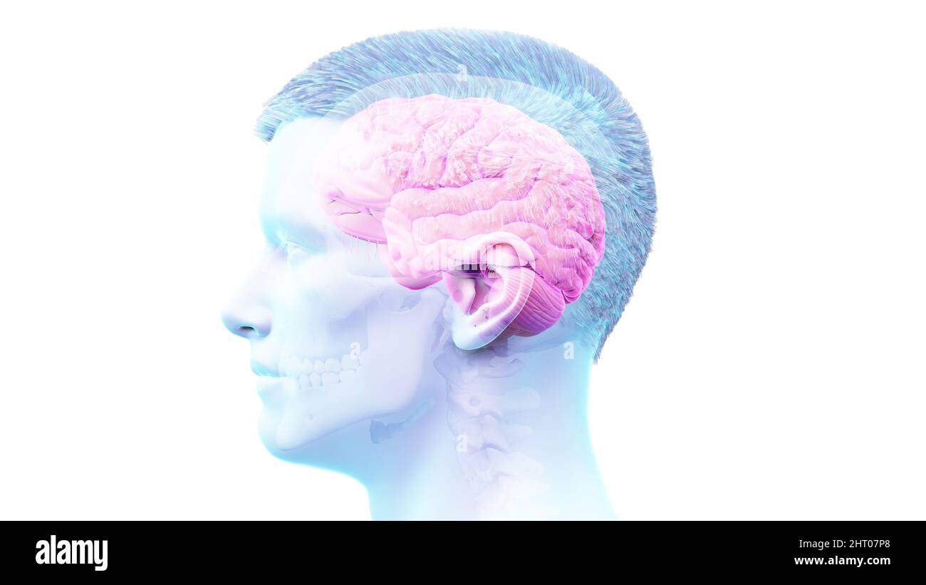 Illustration of a human brain Stock Photo - Alamy