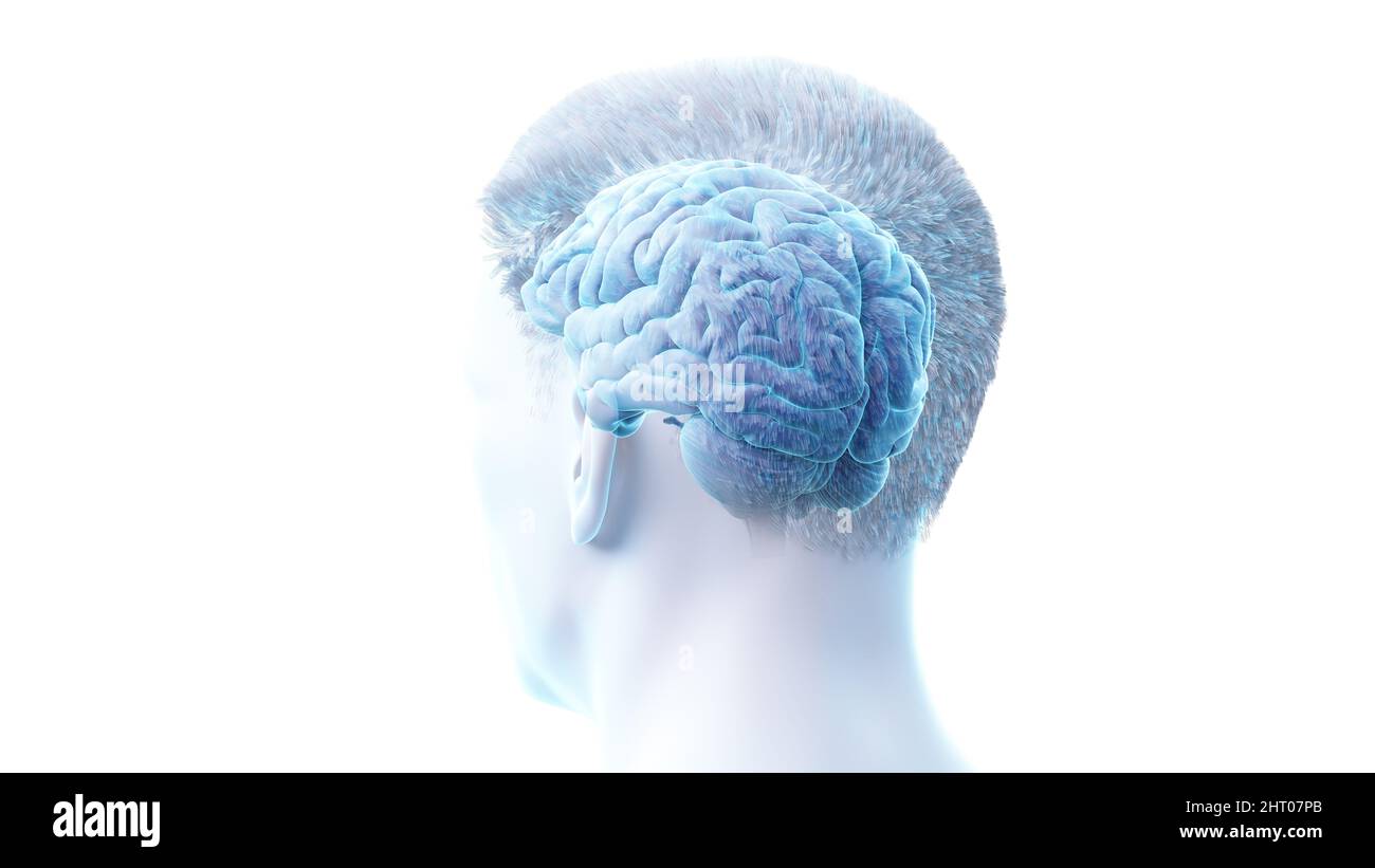 Illustration of a human brain Stock Photo - Alamy