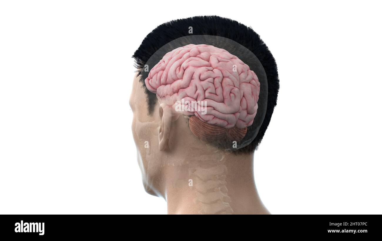Illustration of a human brain Stock Photo - Alamy