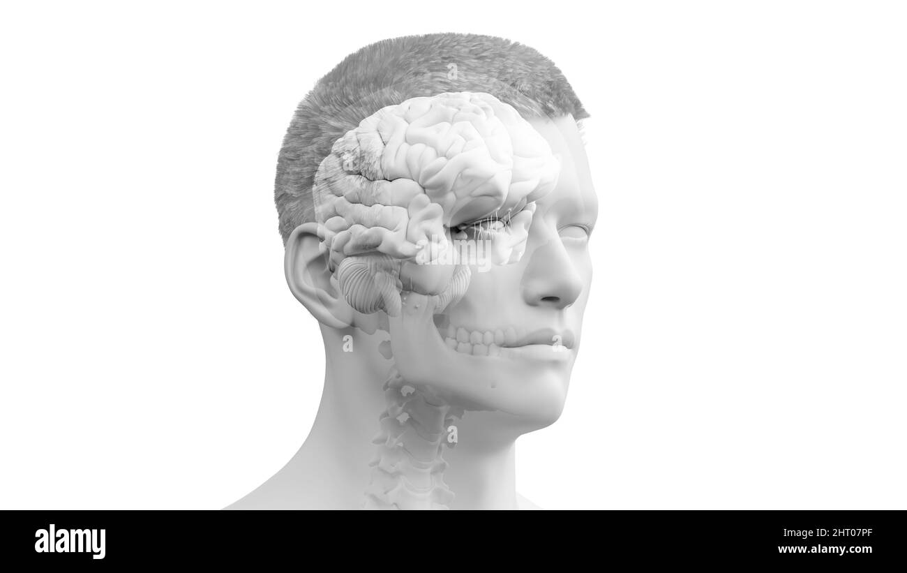 Illustration of a human brain Stock Photo - Alamy