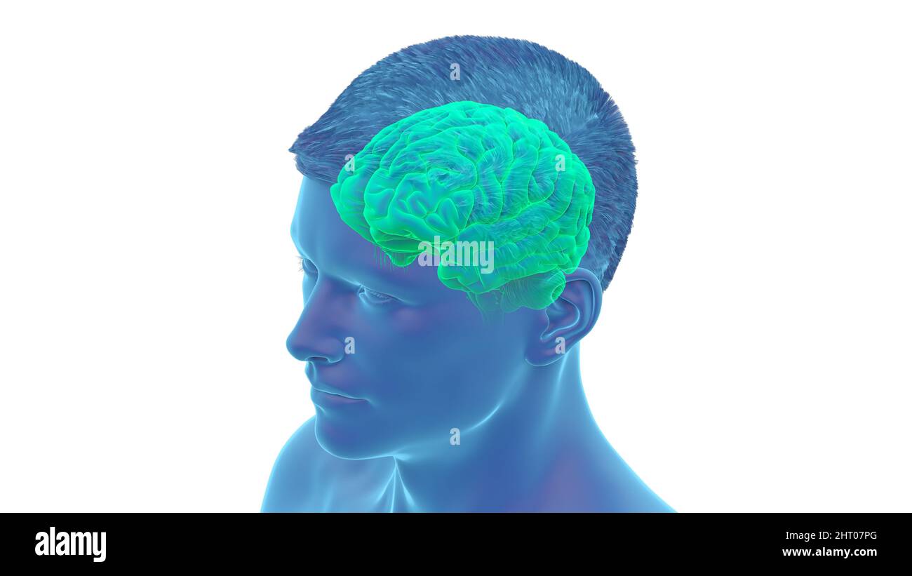 Illustration of a human brain Stock Photo - Alamy