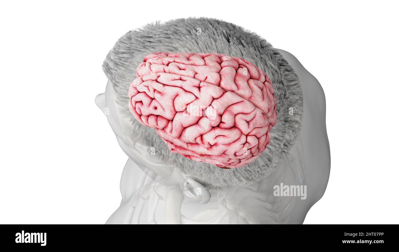 Illustration of a human brain Stock Photo - Alamy