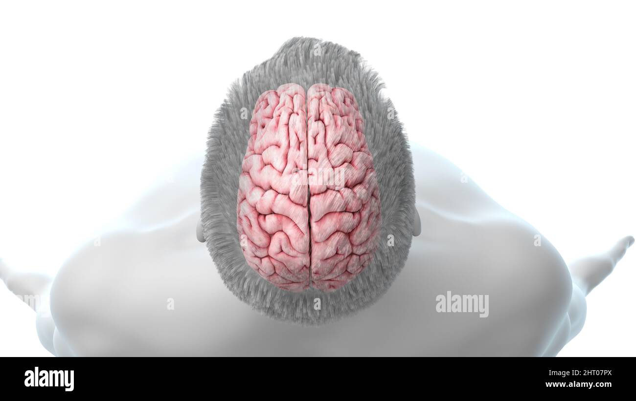 Illustration of a human brain Stock Photo - Alamy